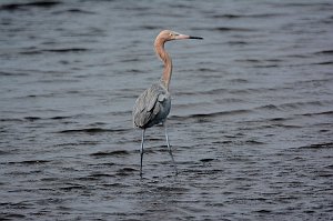 Egret, Reddish, 2015-01098749 Merritt Island NWR, FL